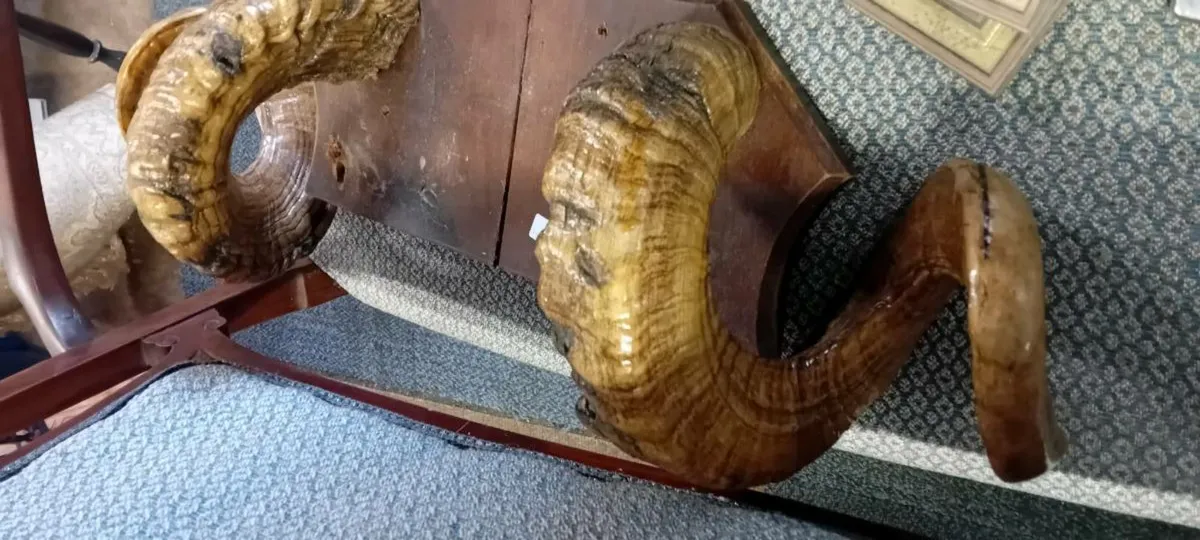 Vintage Taxidermy Rsms Horns - Image 2