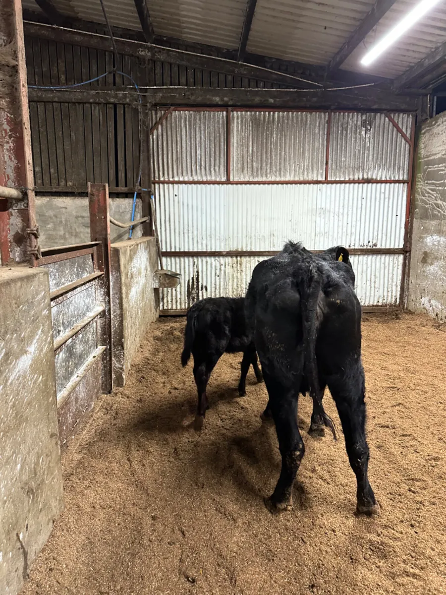 Angus heifer and calve - Image 4