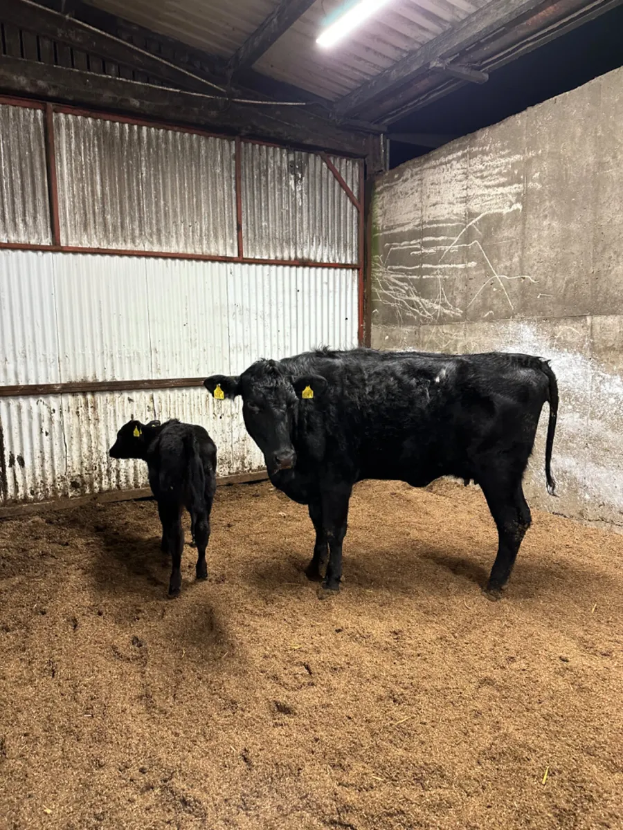 Angus heifer and calve - Image 3
