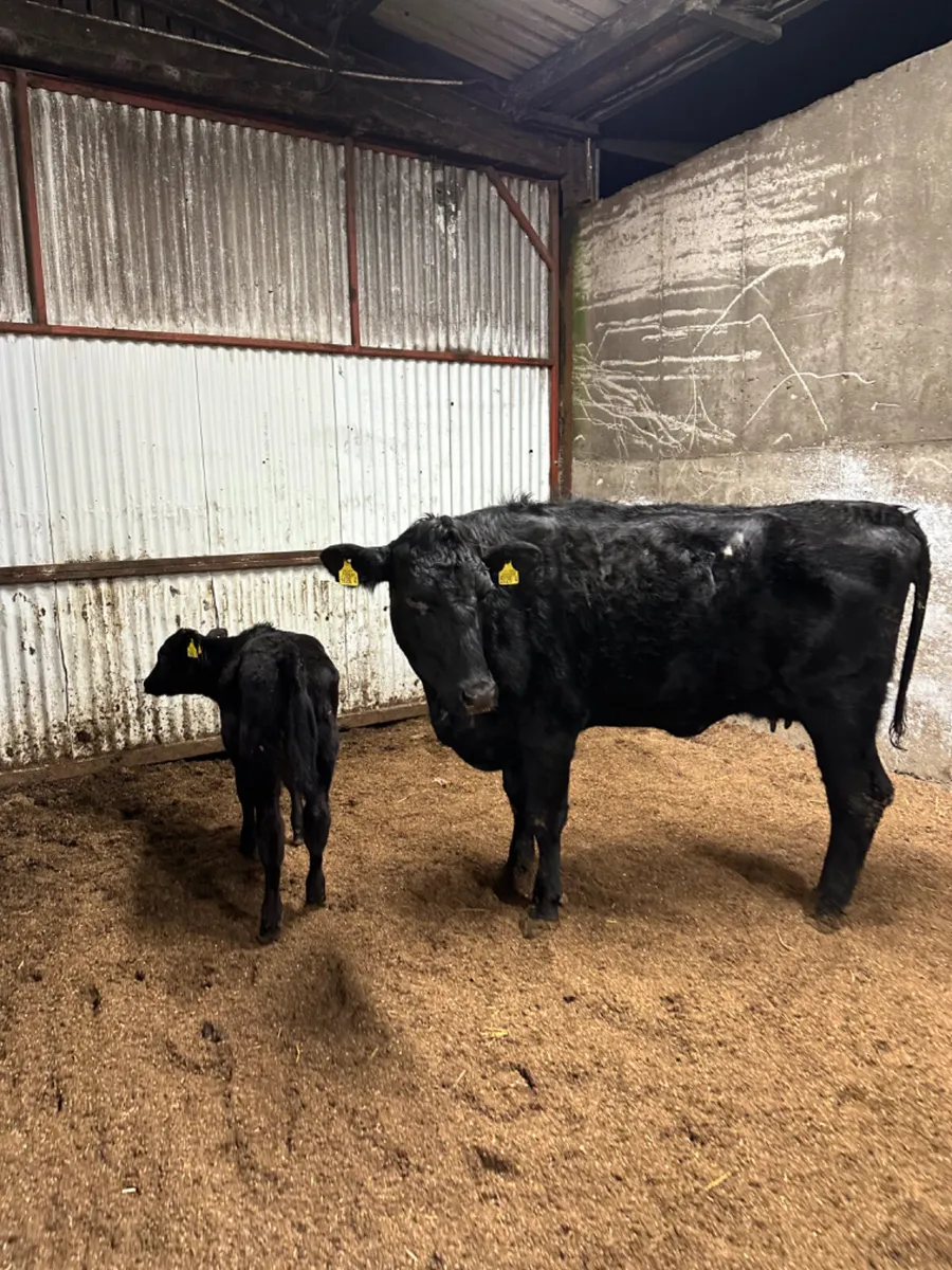 Angus heifer and calve - Image 1