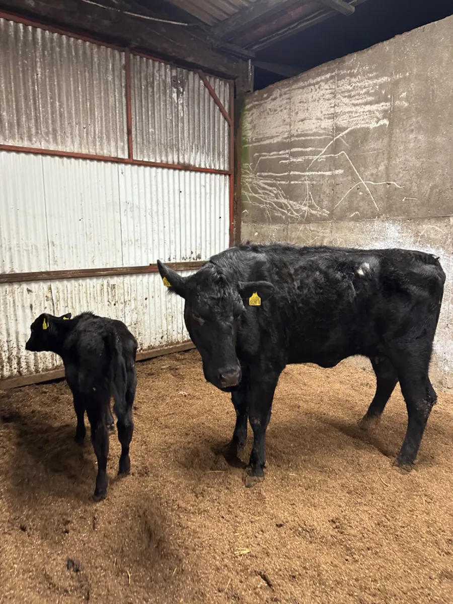 Angus heifer and calve - Image 2