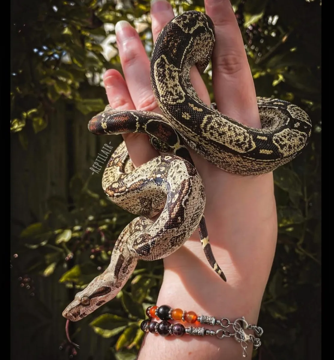 Male BCI
Vpi poss het Leopard - Image 1