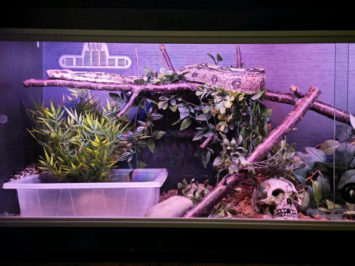 Male BCI
Vpi poss het Leopard - Image 2