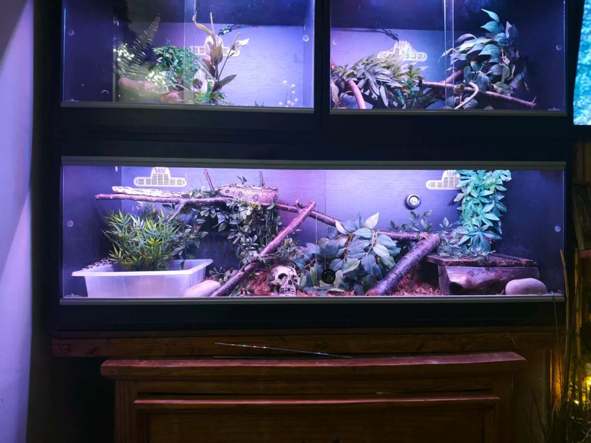 Male BCI
Vpi poss het Leopard - Image 4