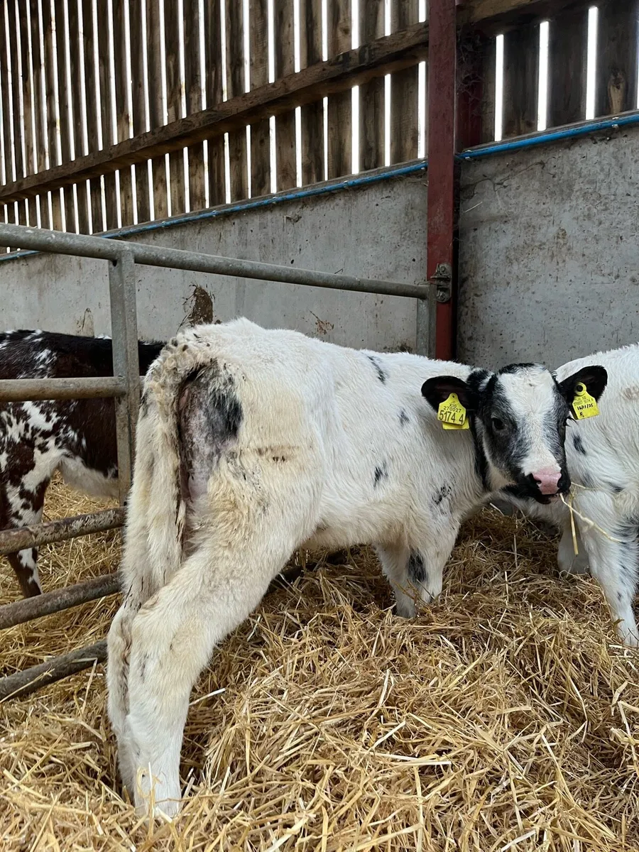 4 Smashing Blue Heifers - Image 1