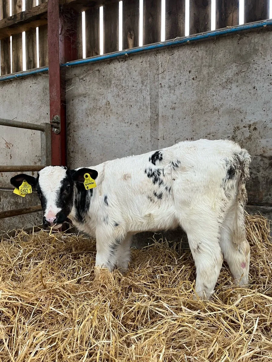 4 Smashing Blue Heifers - Image 2