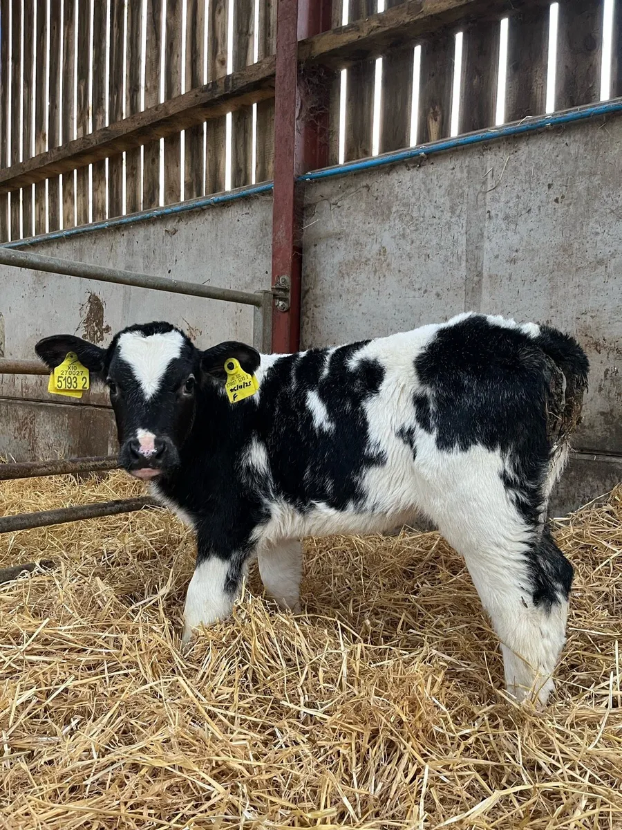 4 Smashing Blue Heifers - Image 3