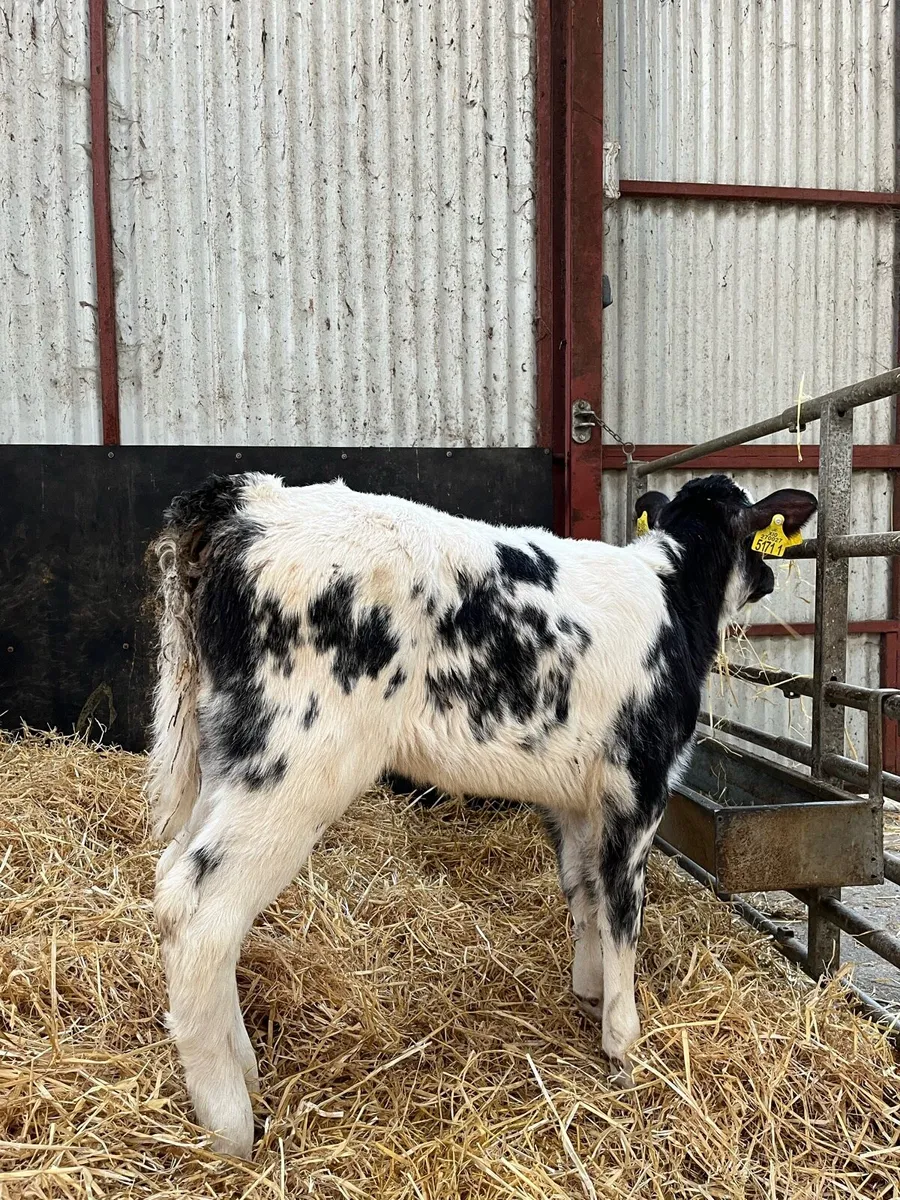 4 Smashing Blue Heifers - Image 4