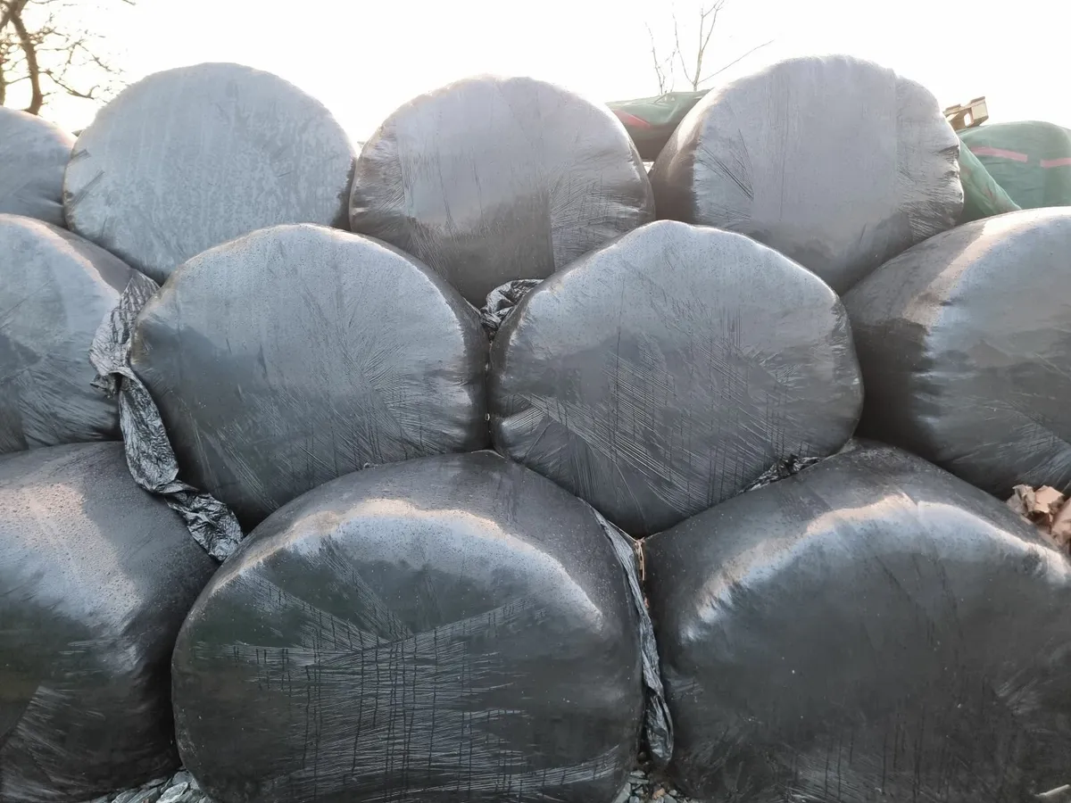 Silage    Round bales and Pit - Image 1