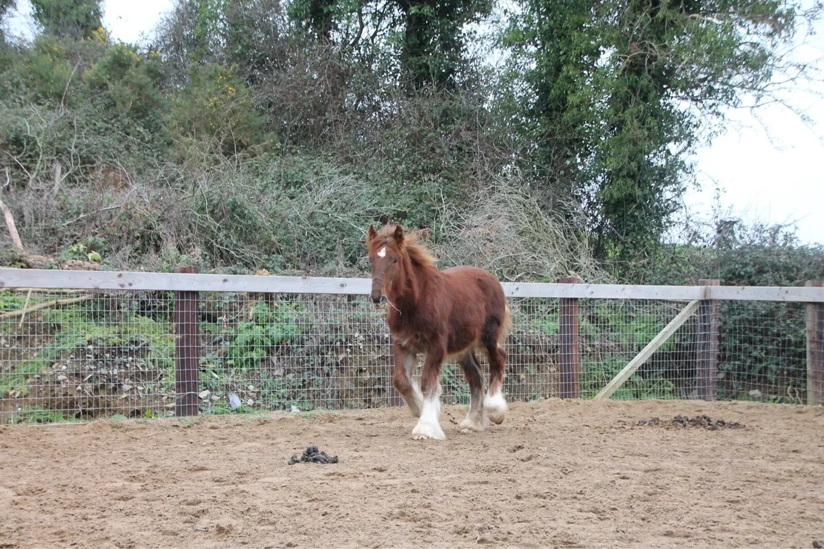 Cot to make 15.2 - Image 3