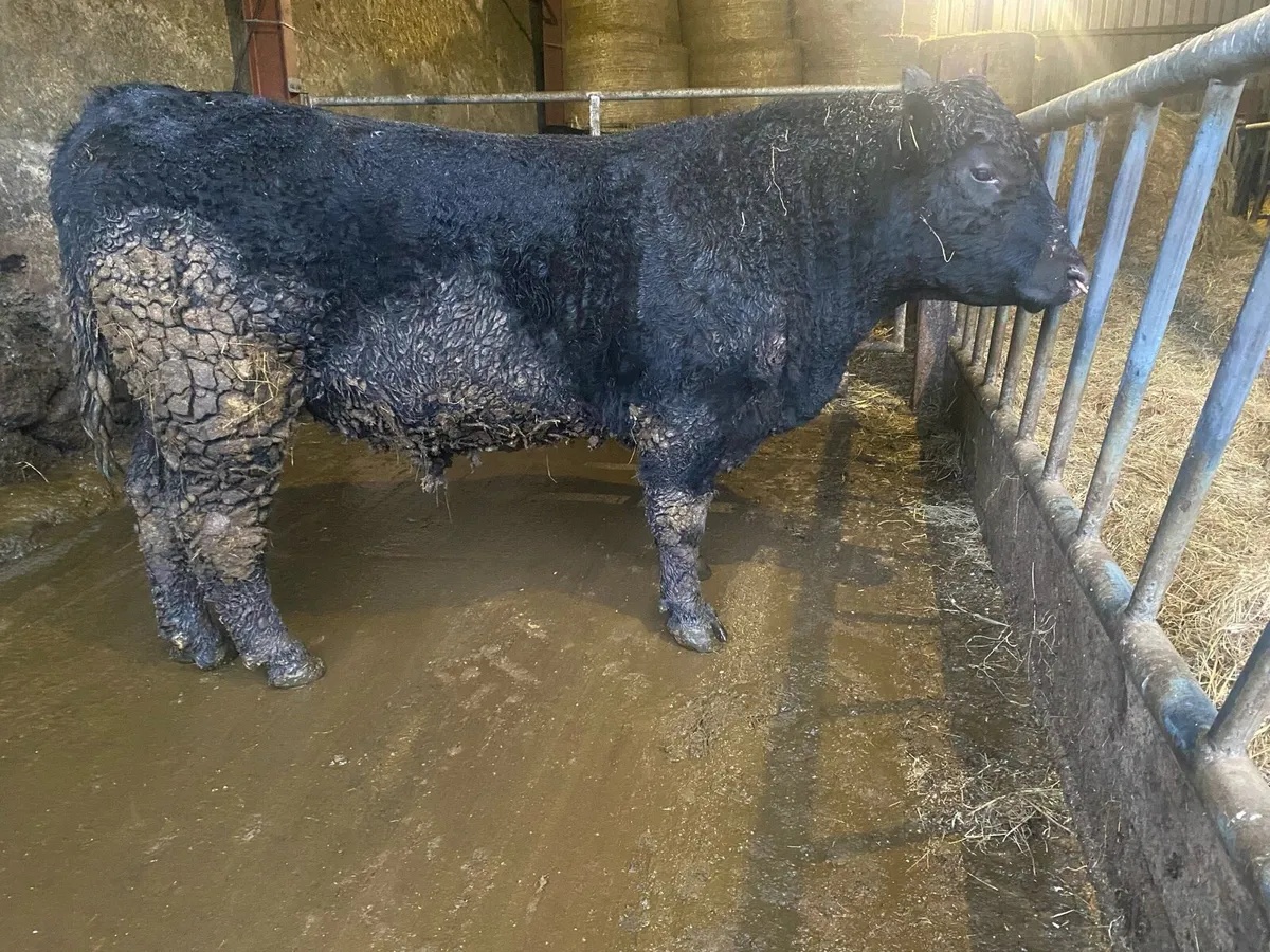 Aberdeen Angus bull - Image 1