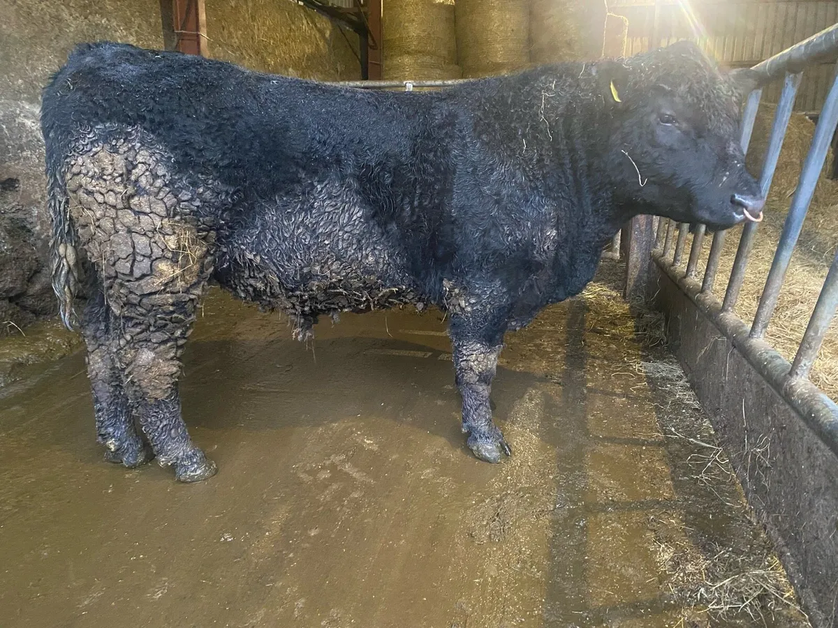 Aberdeen Angus bull - Image 2