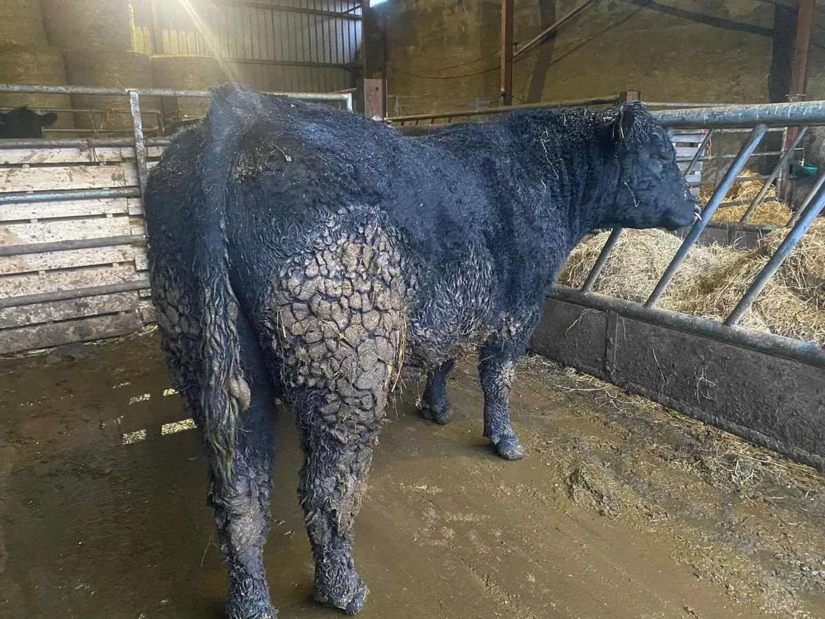 Aberdeen Angus bull - Image 3