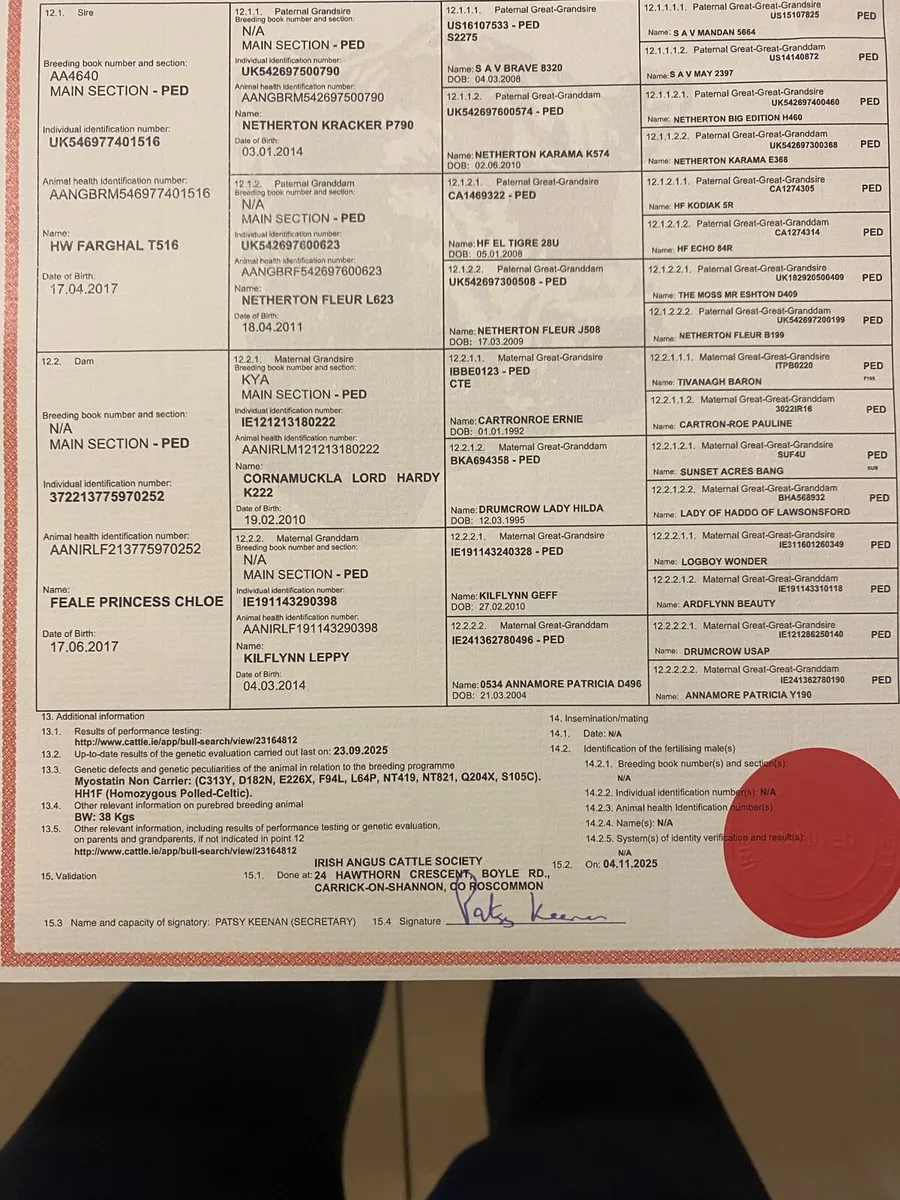 Aberdeen Angus bull - Image 4