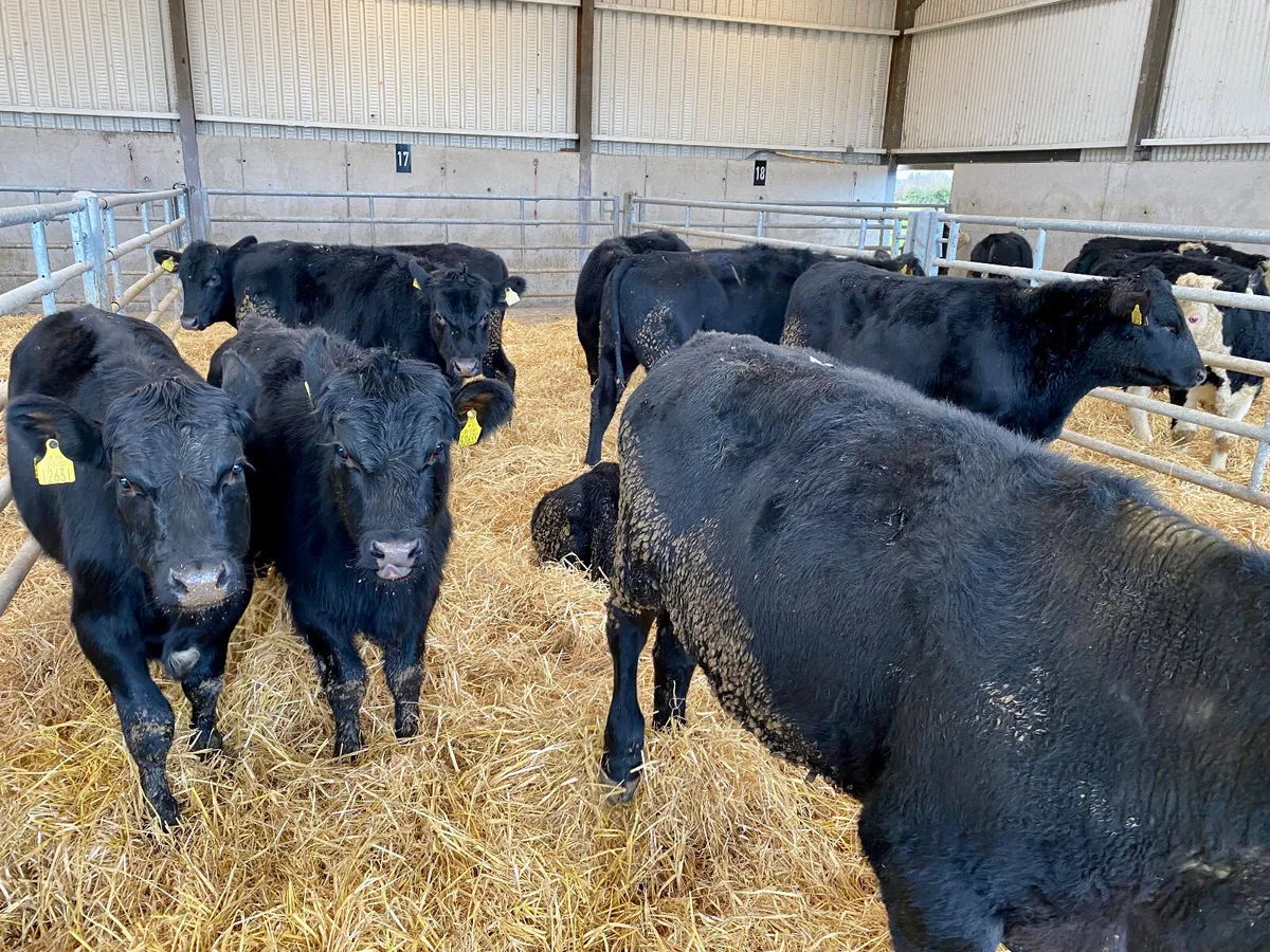 ANGUS & HEREFORD 300kg / 350kg - Image 3