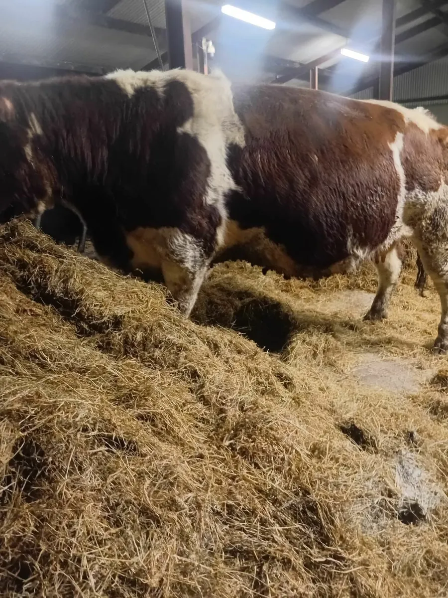 Belgian Blue & Herford Cow for Sale - Image 1