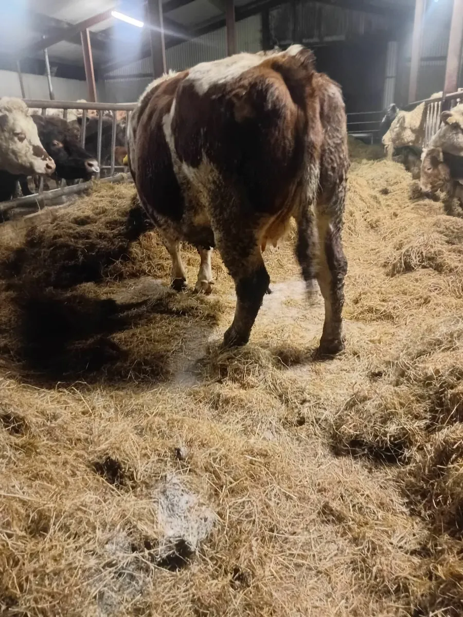 Belgian Blue & Herford Cow for Sale - Image 2