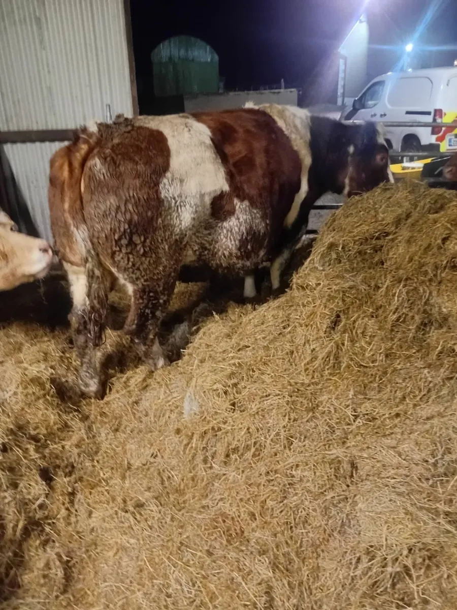 Belgian Blue & Herford Cow for Sale - Image 3