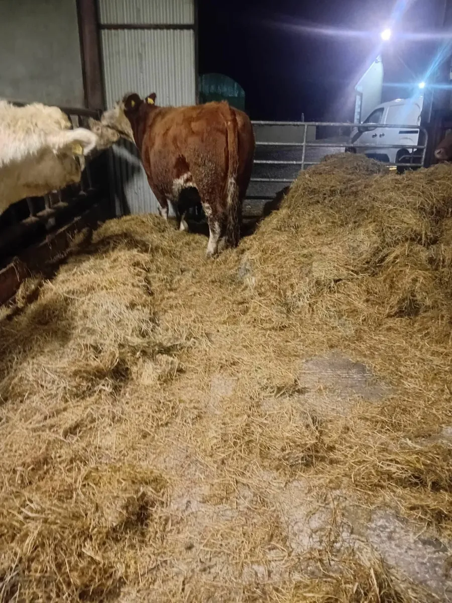 Belgian Blue & Herford Cow for Sale - Image 4