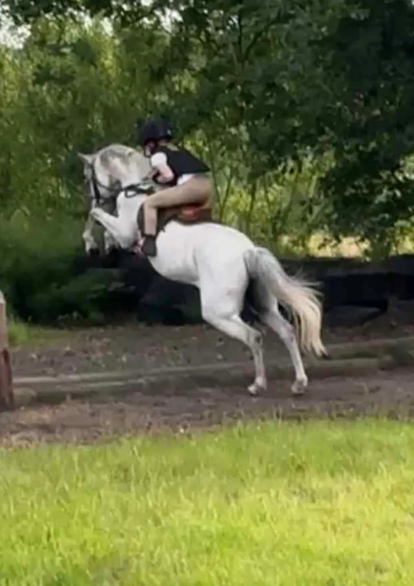 Perfect competition pony - Image 1