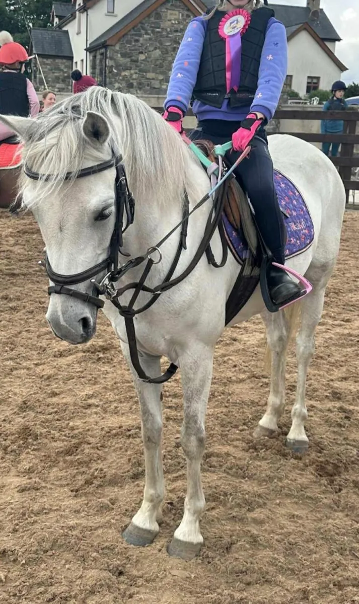 Perfect competition pony - Image 2