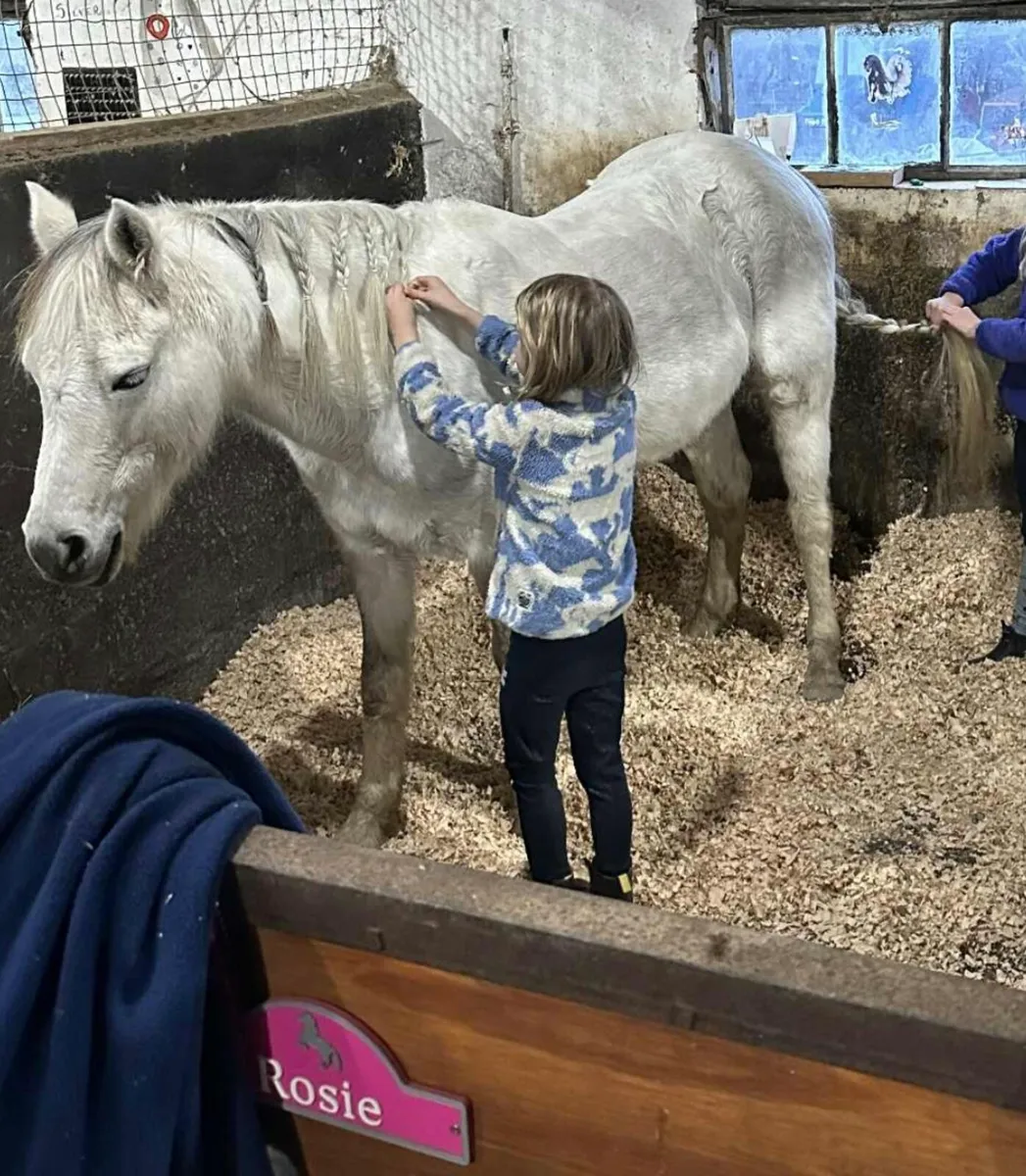 Perfect competition pony - Image 4