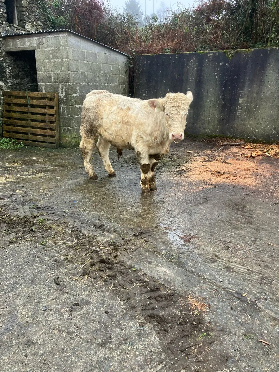 Pbr Charolais bull - Image 1
