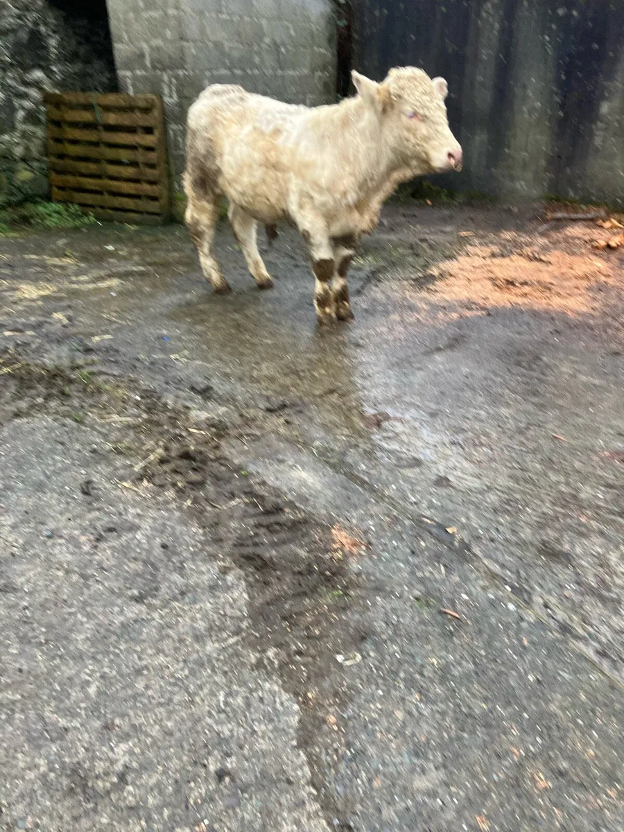 Pbr Charolais bull - Image 2