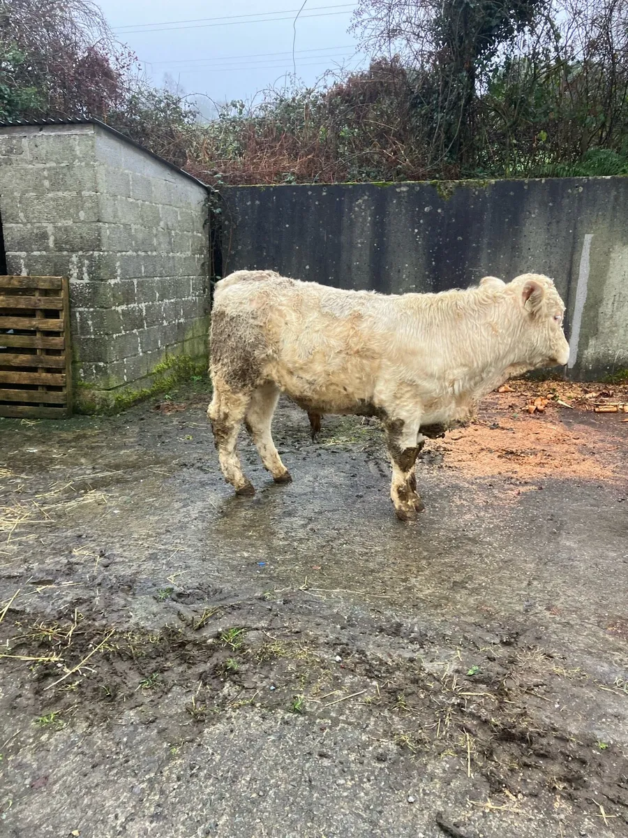 Pbr Charolais bull - Image 3