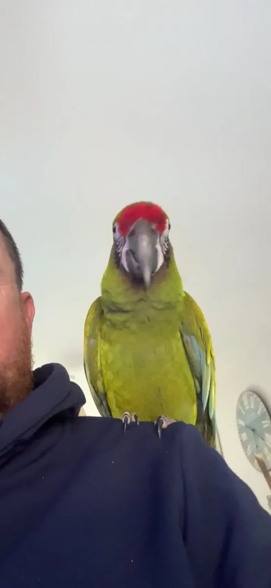 Parrot mccaw - Image 2