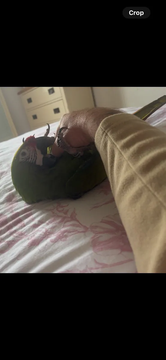 Parrot mccaw - Image 3