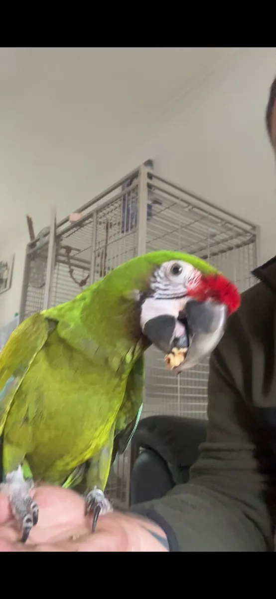 Parrot mccaw - Image 4