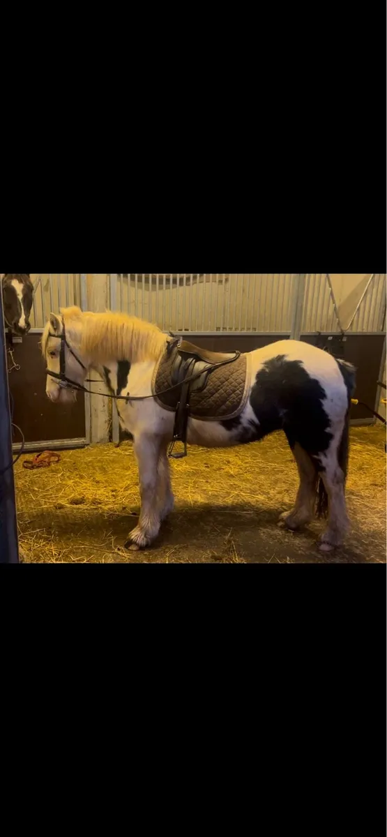 Beautiful cob mare 😍 - Image 1