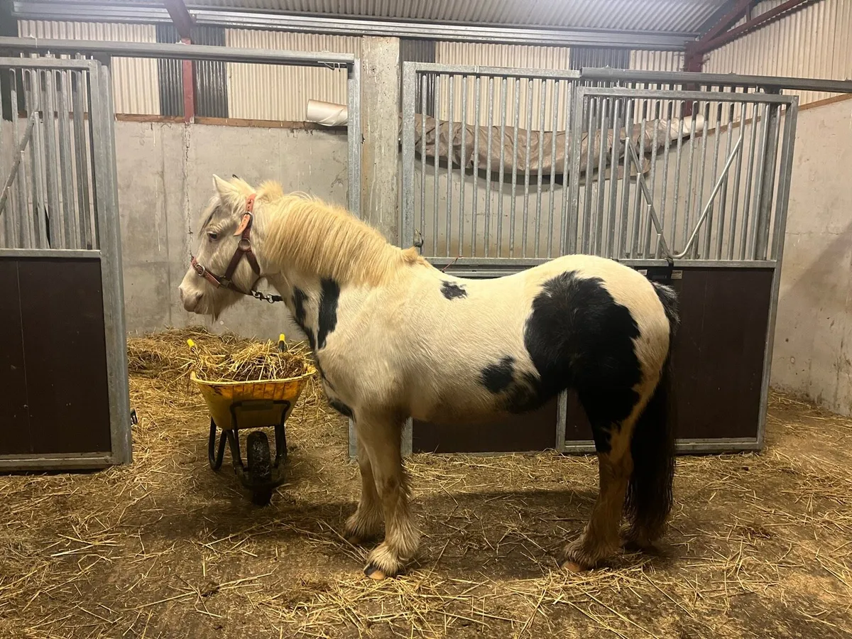 Beautiful cob mare 😍 - Image 3