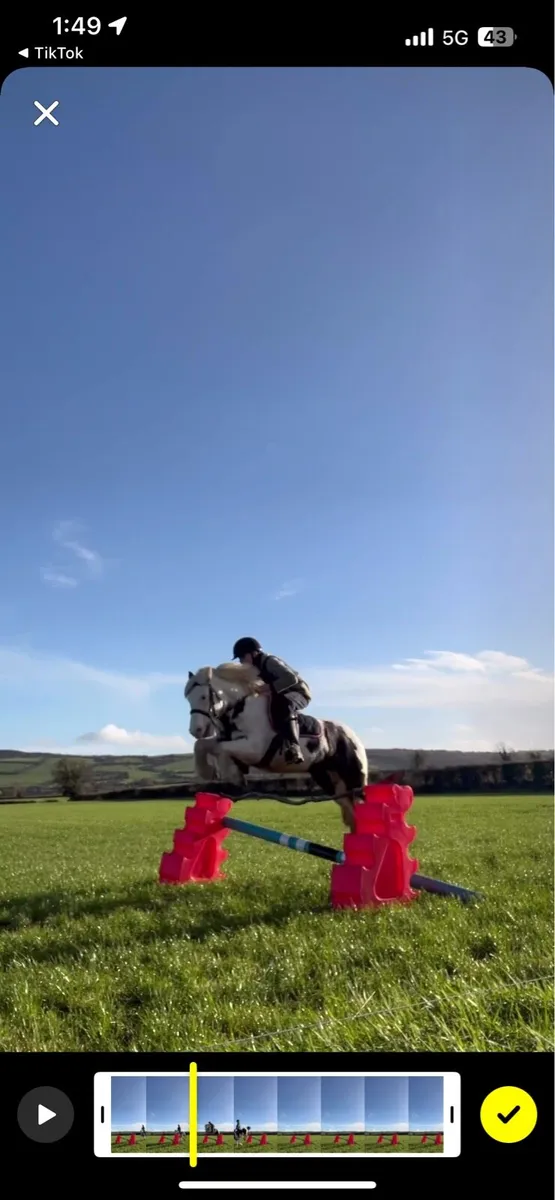 Beautiful cob mare 😍 - Image 4