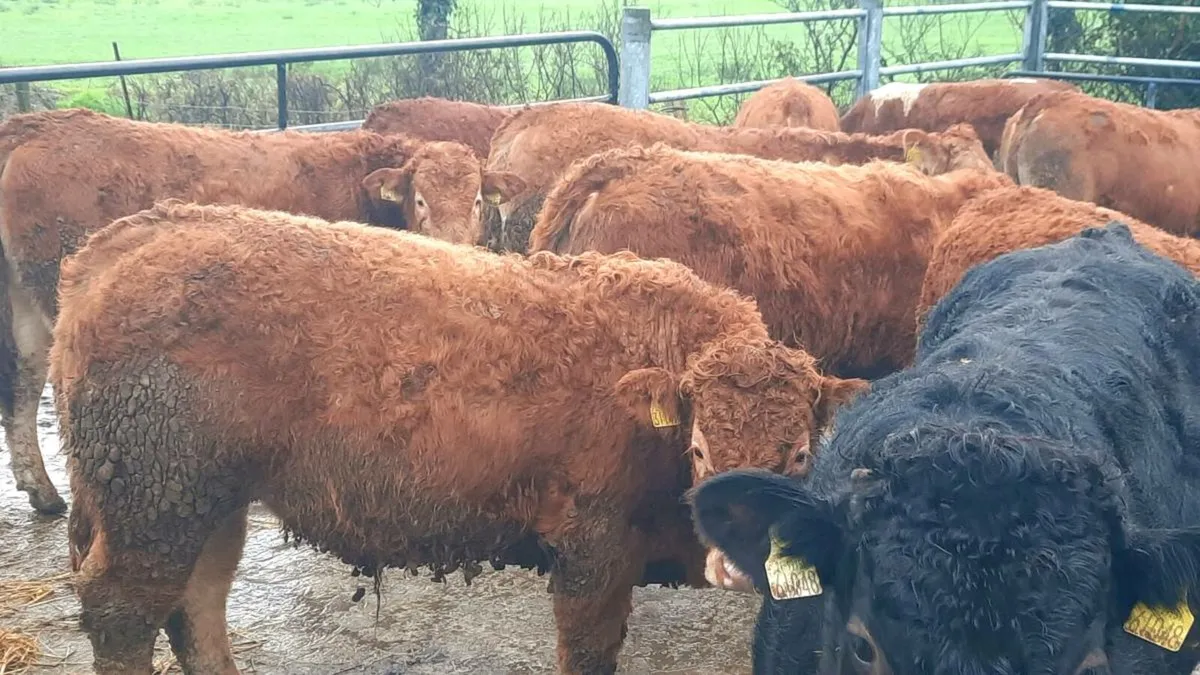 16 Limousin Bull Weanlings - Image 1