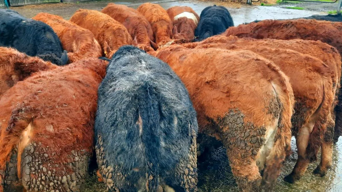 16 Limousin Bull Weanlings - Image 2