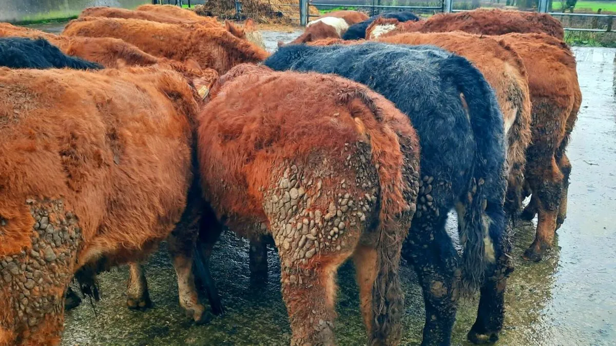 16 Limousin Bull Weanlings - Image 3