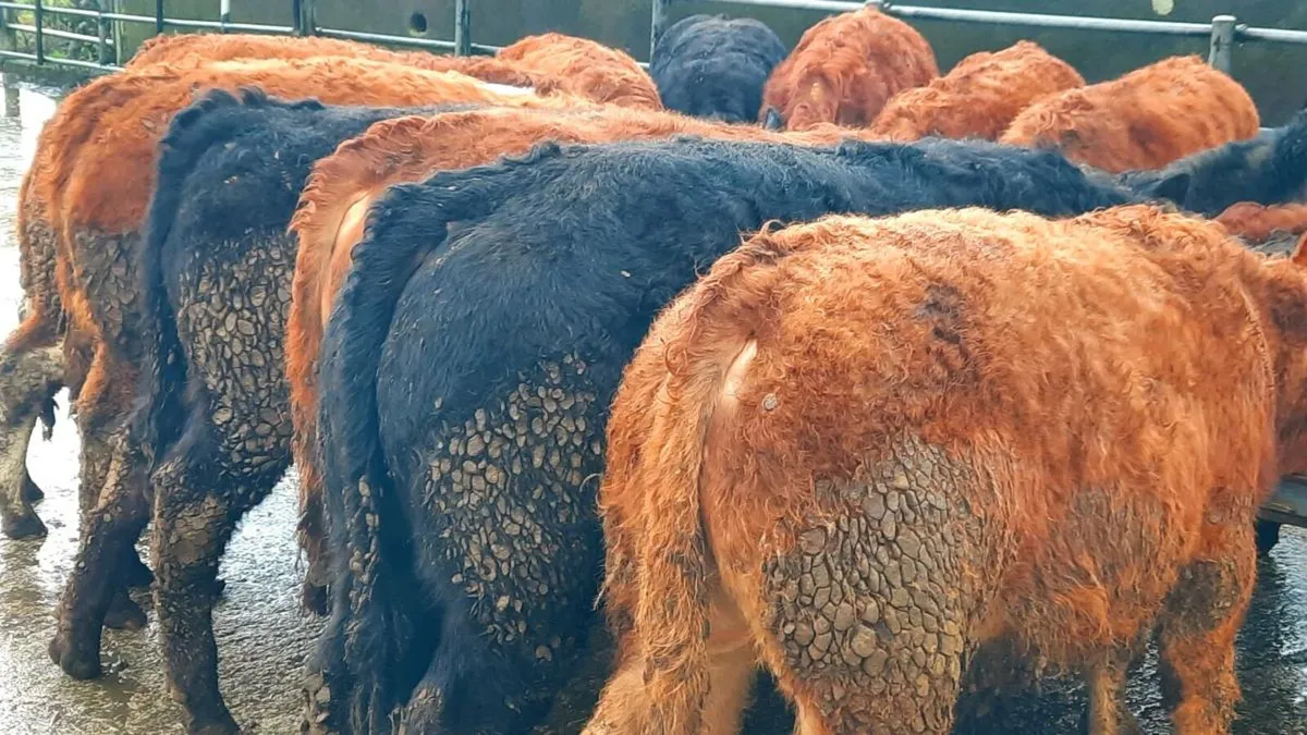 16 Limousin Bull Weanlings - Image 4