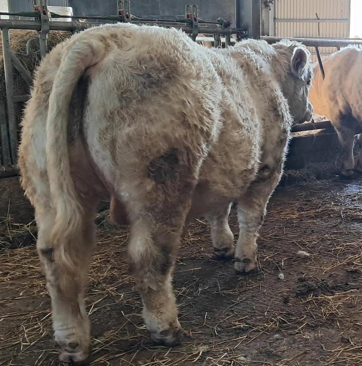 5 star charolais bulls - Image 1