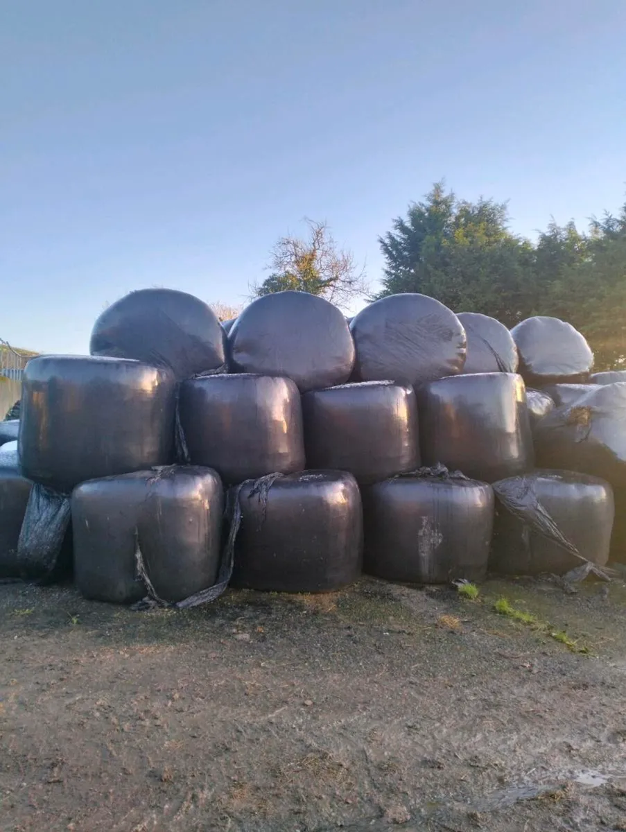 Silage - Image 1