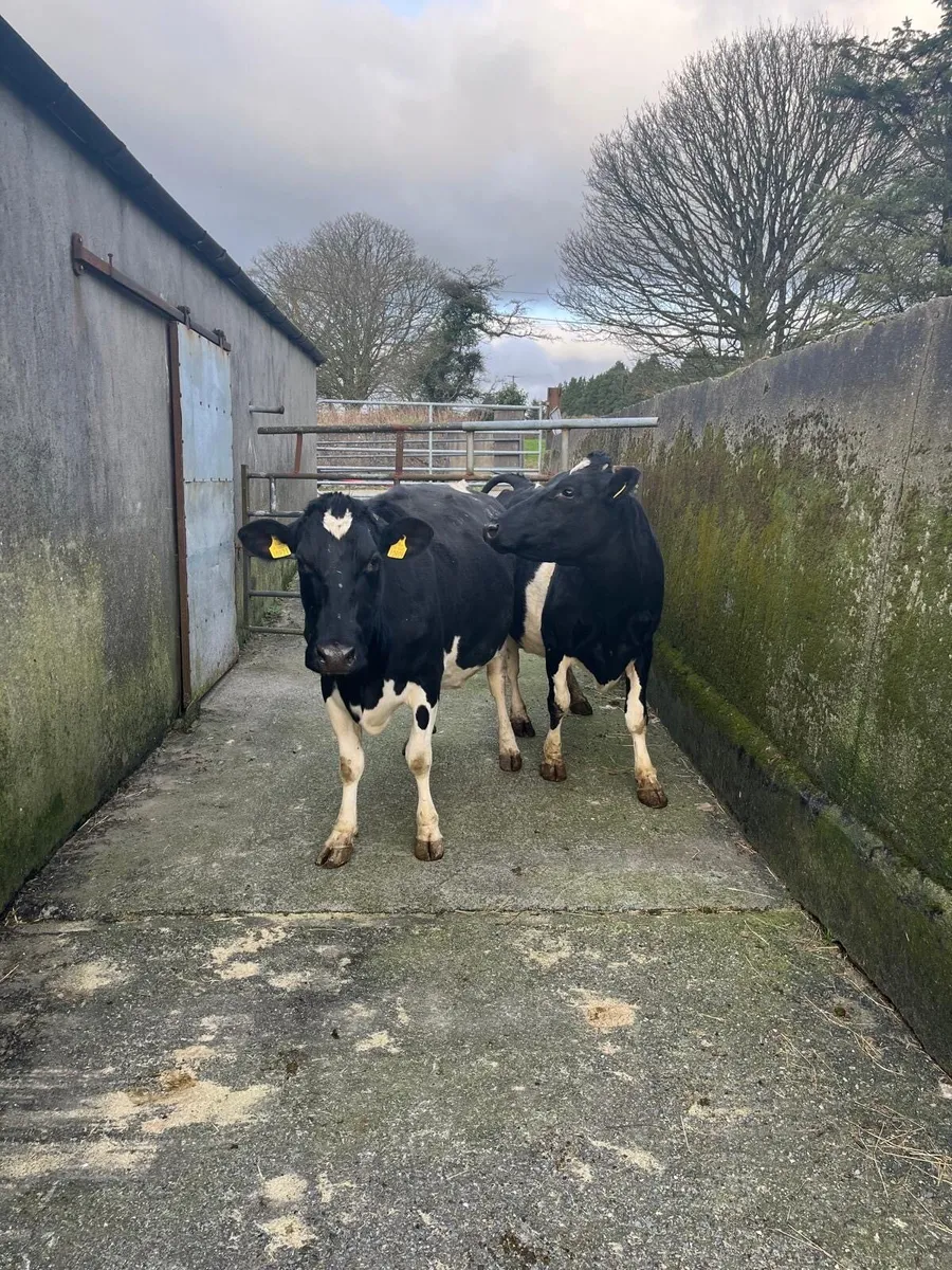 Clearance Sale of Cows@ Dungarvan Mart Mon 12th Ja - Image 1