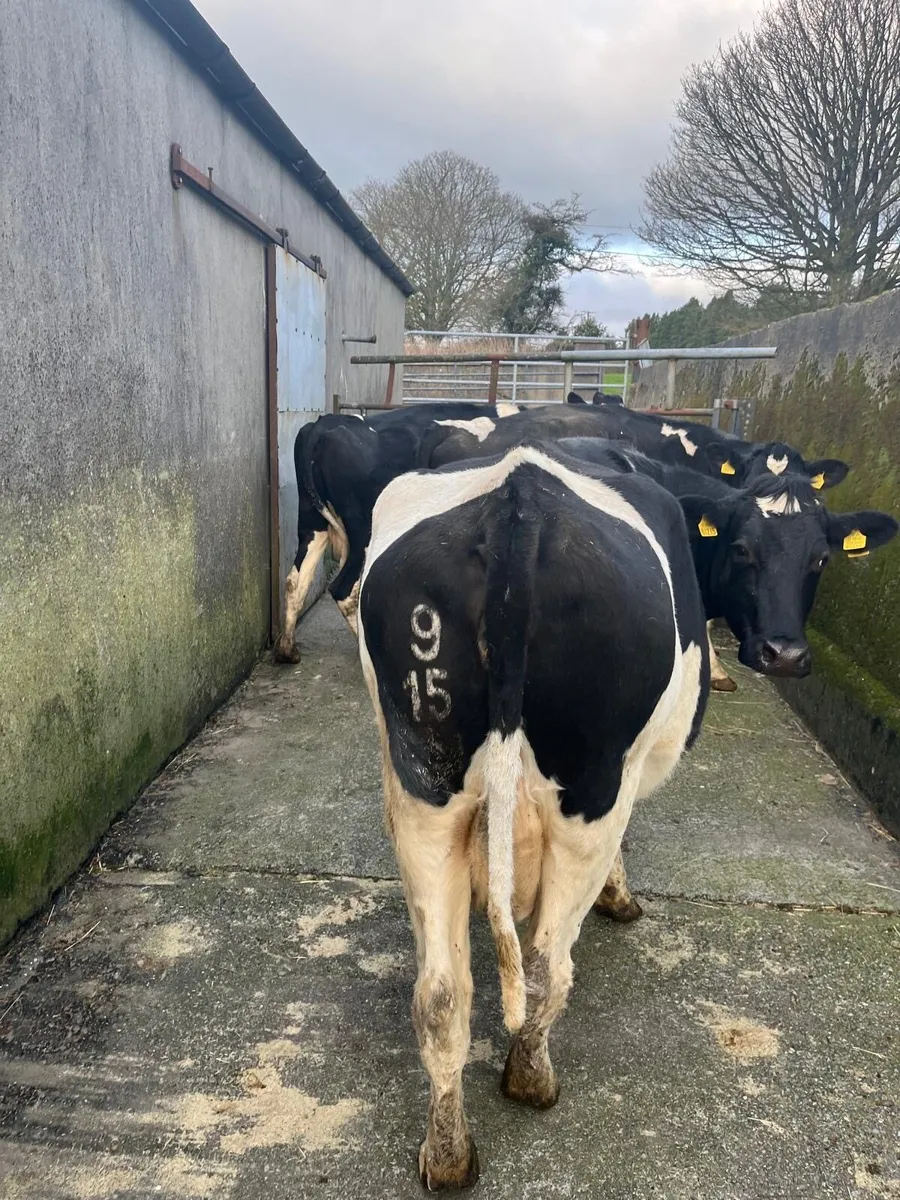 Clearance Sale of Cows@ Dungarvan Mart Mon 12th Ja - Image 2