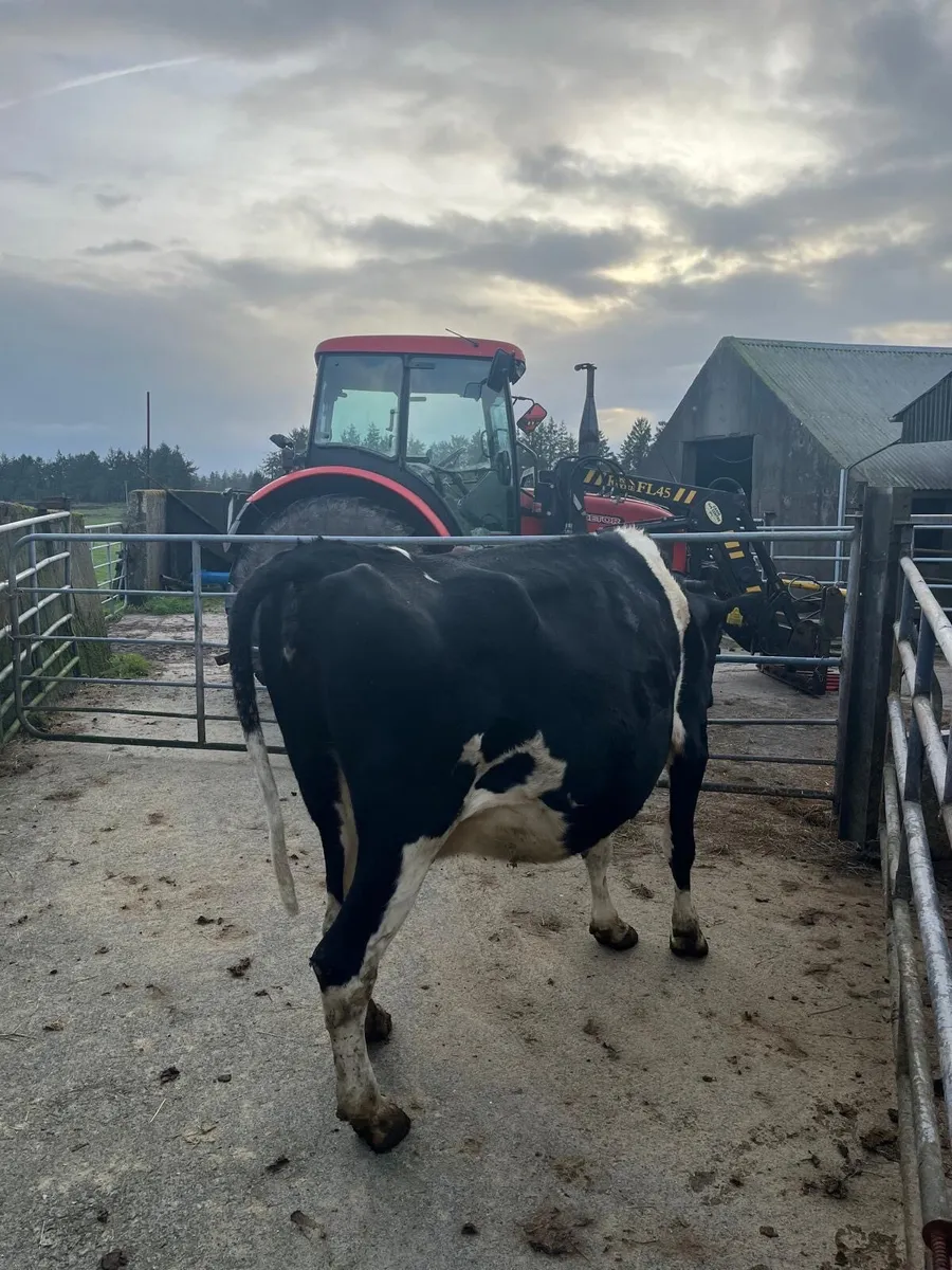 Clearance Sale of Cows@ Dungarvan Mart Mon 12th Ja - Image 4