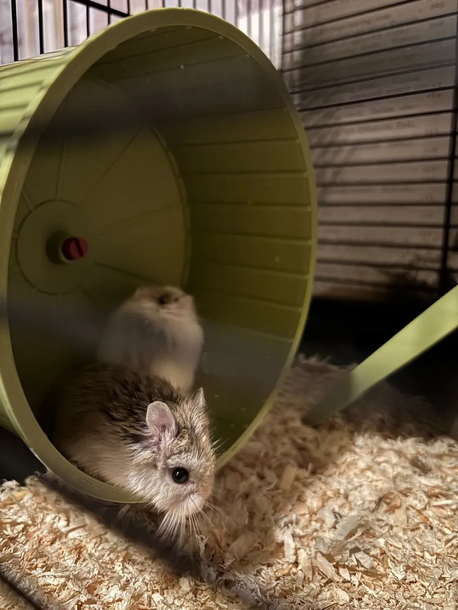 Hamsters - Image 1