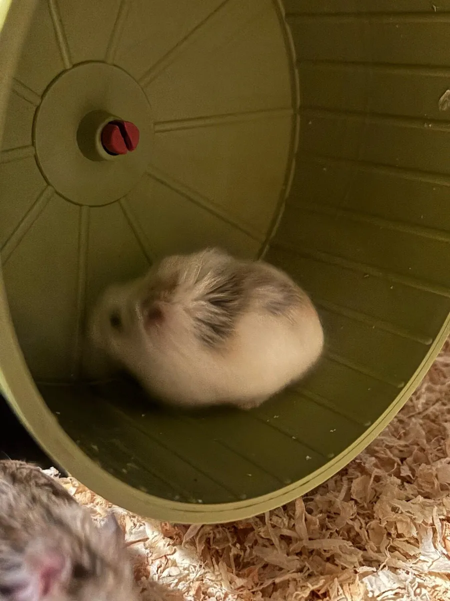 Hamsters - Image 2
