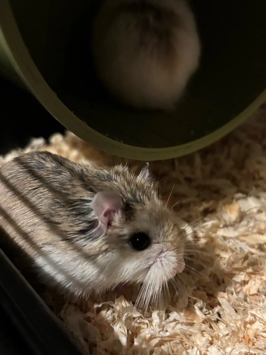 Hamsters - Image 3
