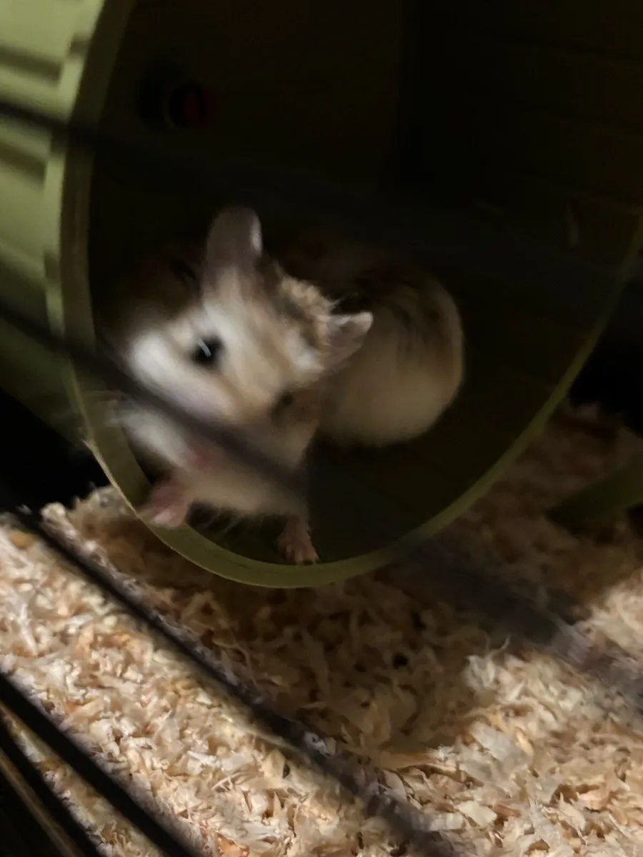 Hamsters - Image 4