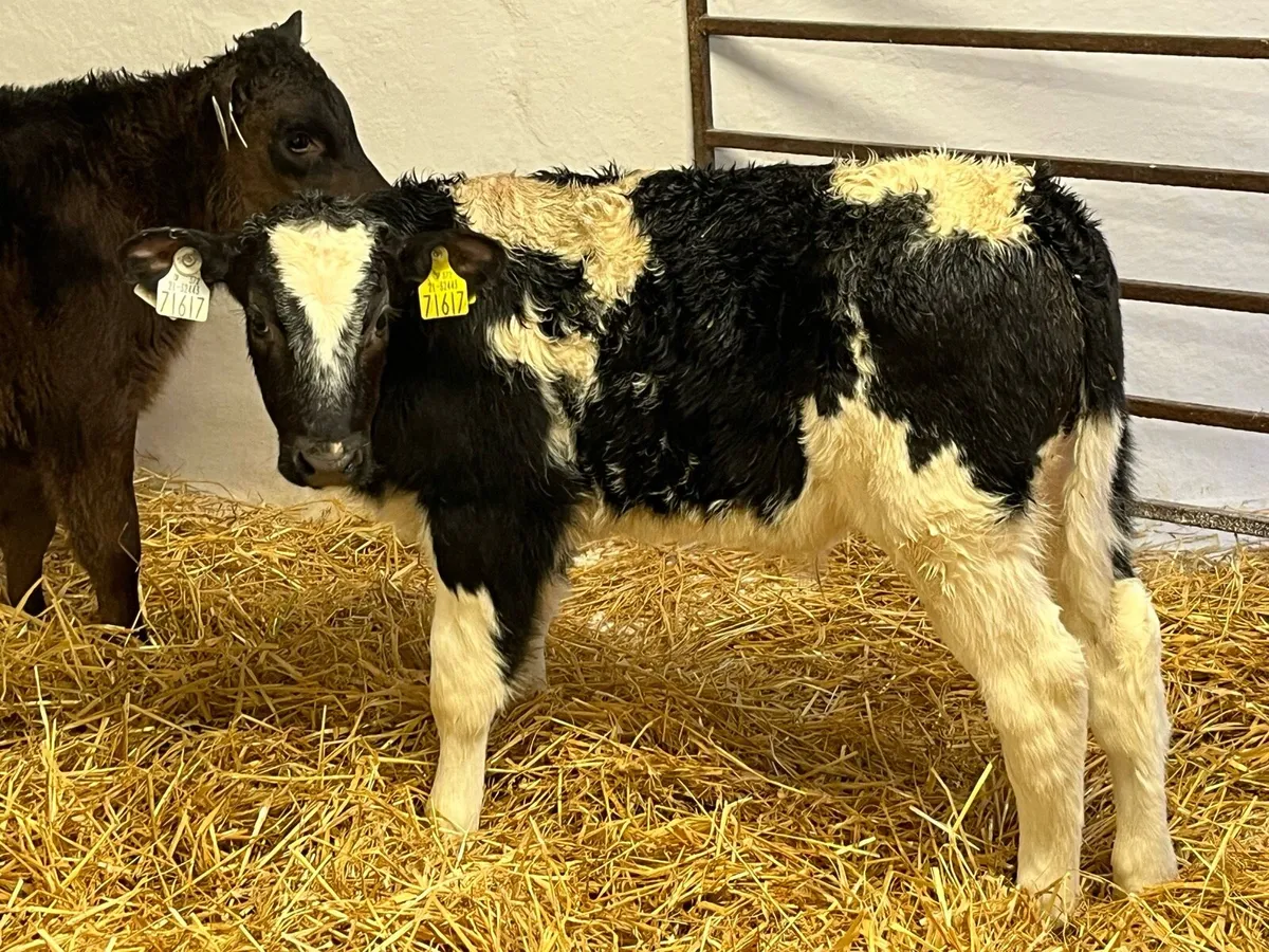 Calves For Sale - Image 2
