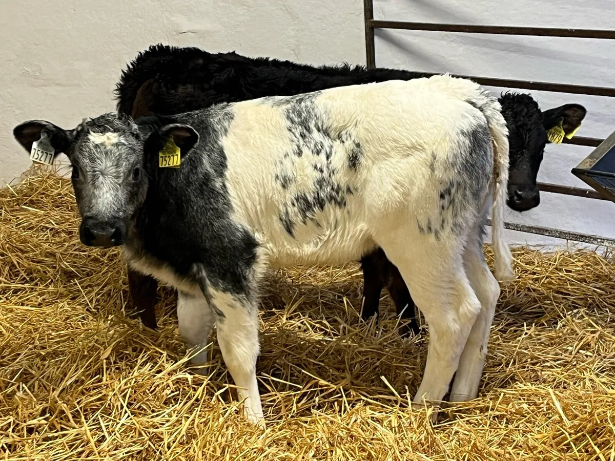 Calves For Sale - Image 3